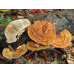 Мицелий Трутовика бугристого / Дедалеопсис шершавый (Daedaleopsis confragosa)